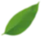 Green, oblong leaf, slightly blurred against a white background.