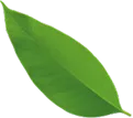 Green leaf, oval-shaped, with a pointed tip, against a white background.